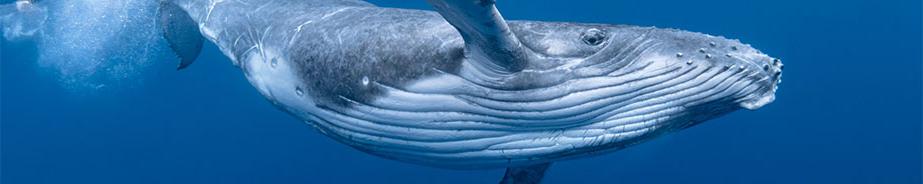 HUMPBACK WHALE EDUCATIONAL RESOURCES