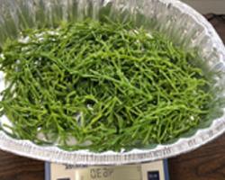 Sea Aspargus leaves being weighed for shipment for analyses